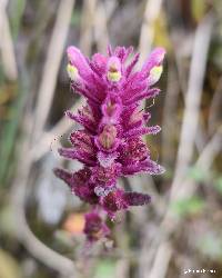Image of Neobartsia laticrenata