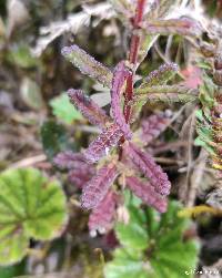 Neobartsia laticrenata image