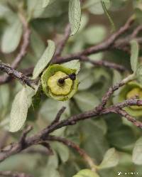 Escallonia myrtilloides image