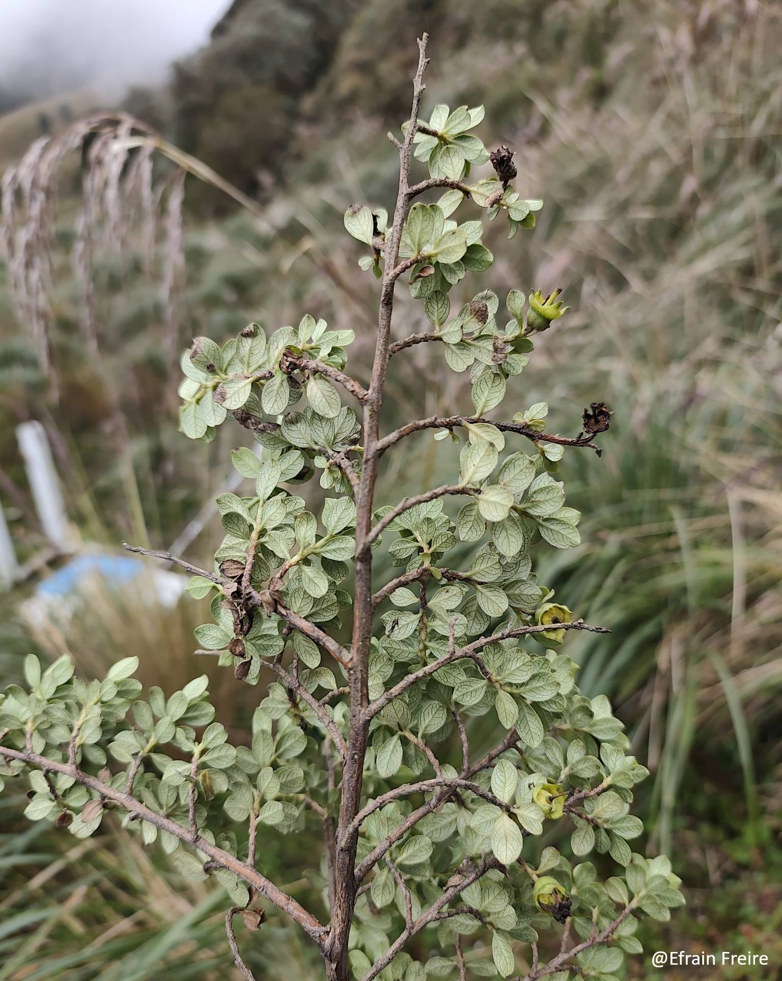 Escallonia image