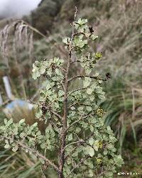 Escallonia myrtilloides image