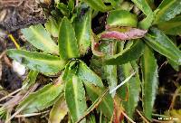 Hypochaeris sessiliflora image
