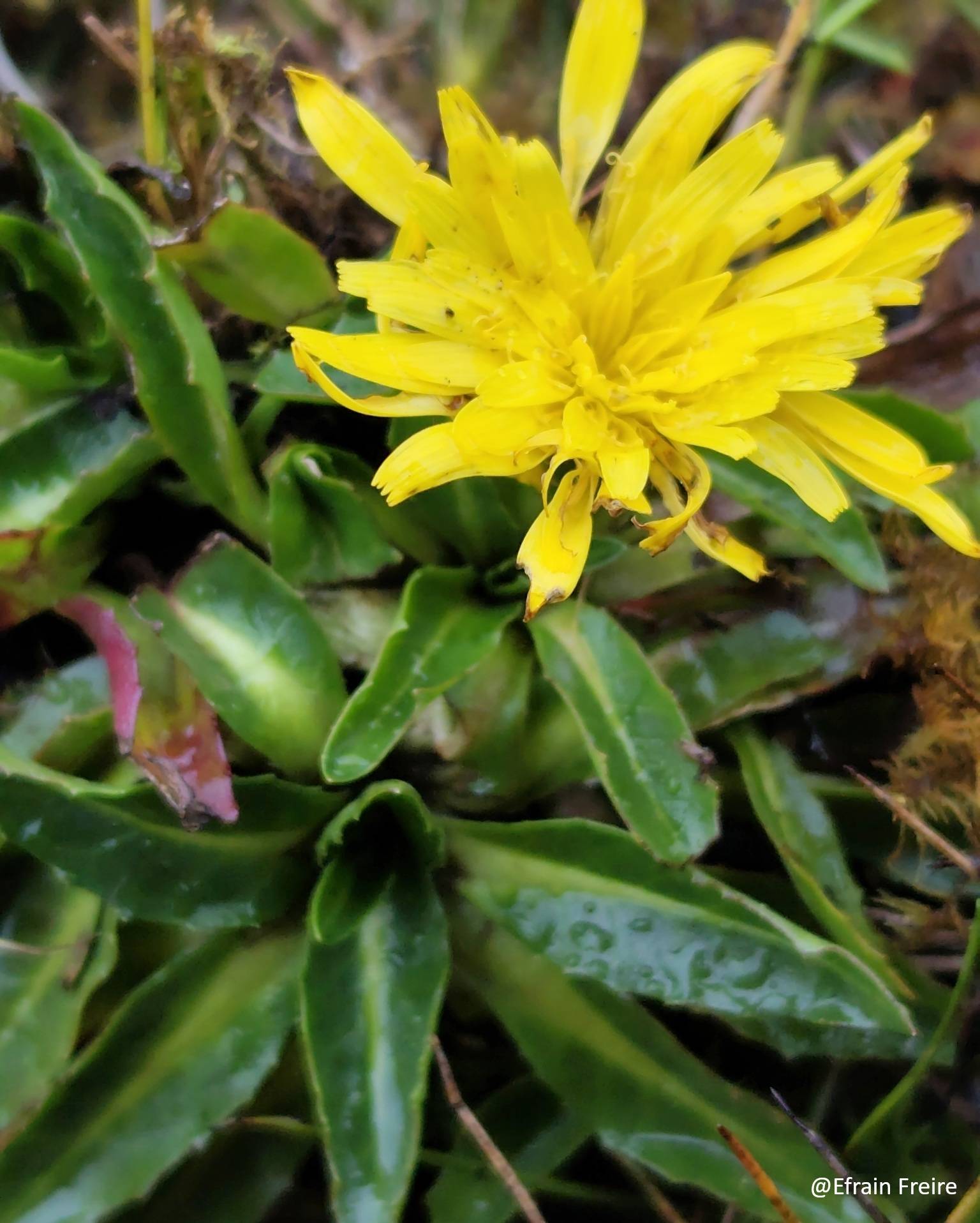 Hypochaeris sessiliflora image