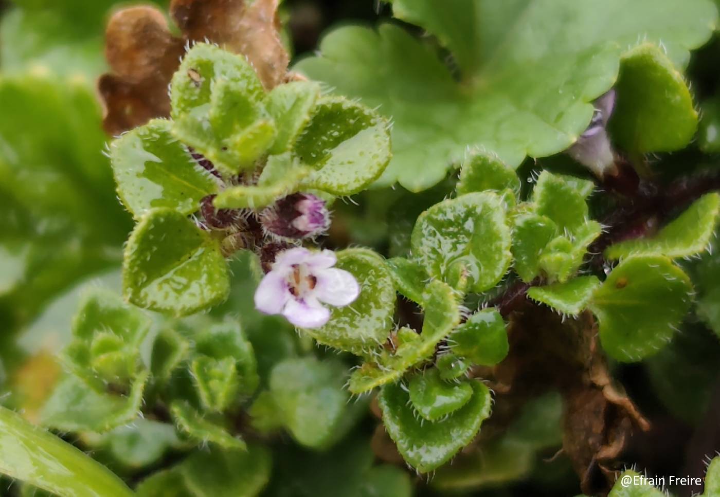 Clinopodium nubigenum image
