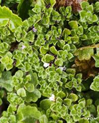 Clinopodium nubigenum image