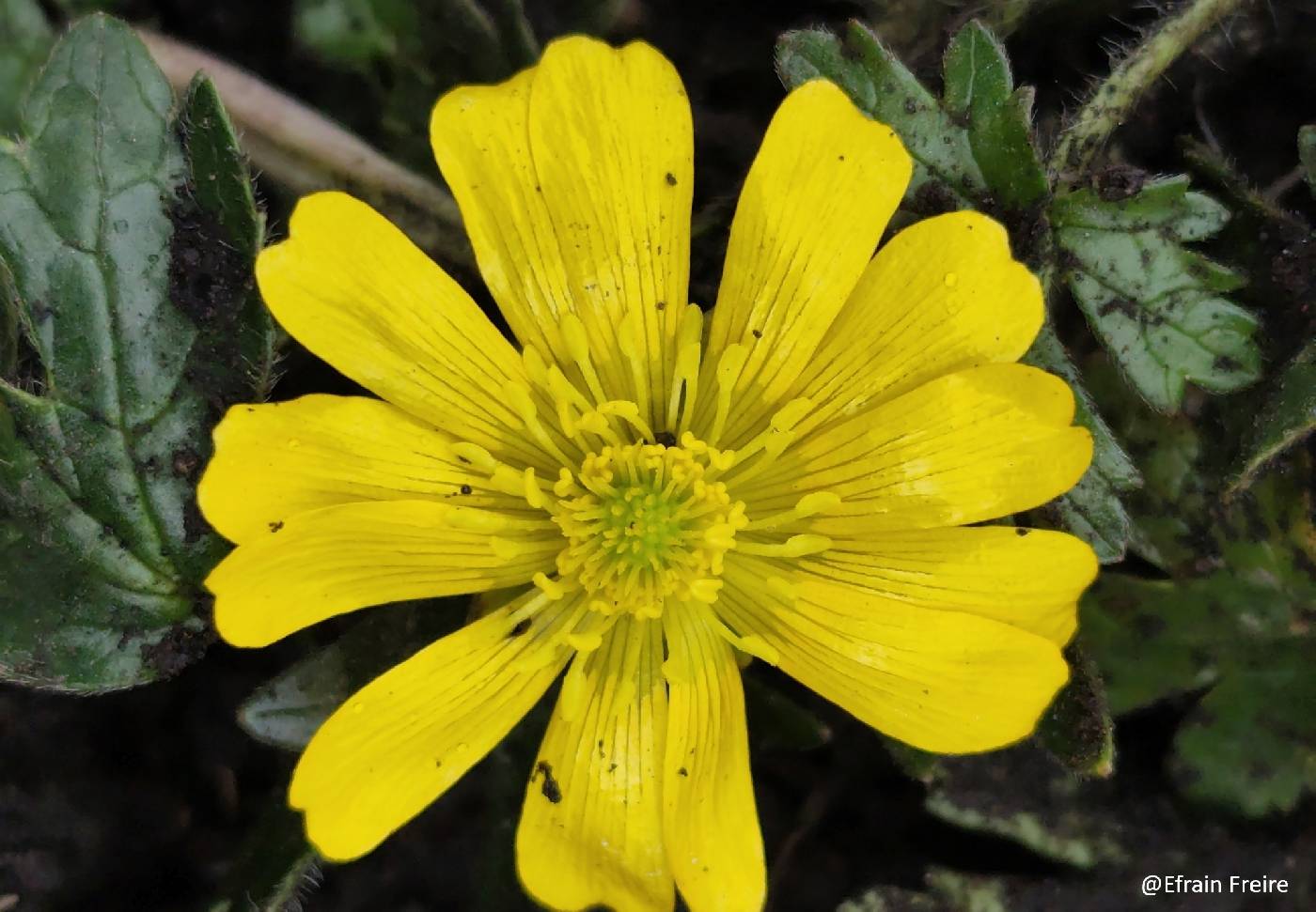 Ranunculus praemorsus image