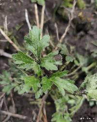 Ranunculus praemorsus image