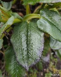 Senecio mojandensis image
