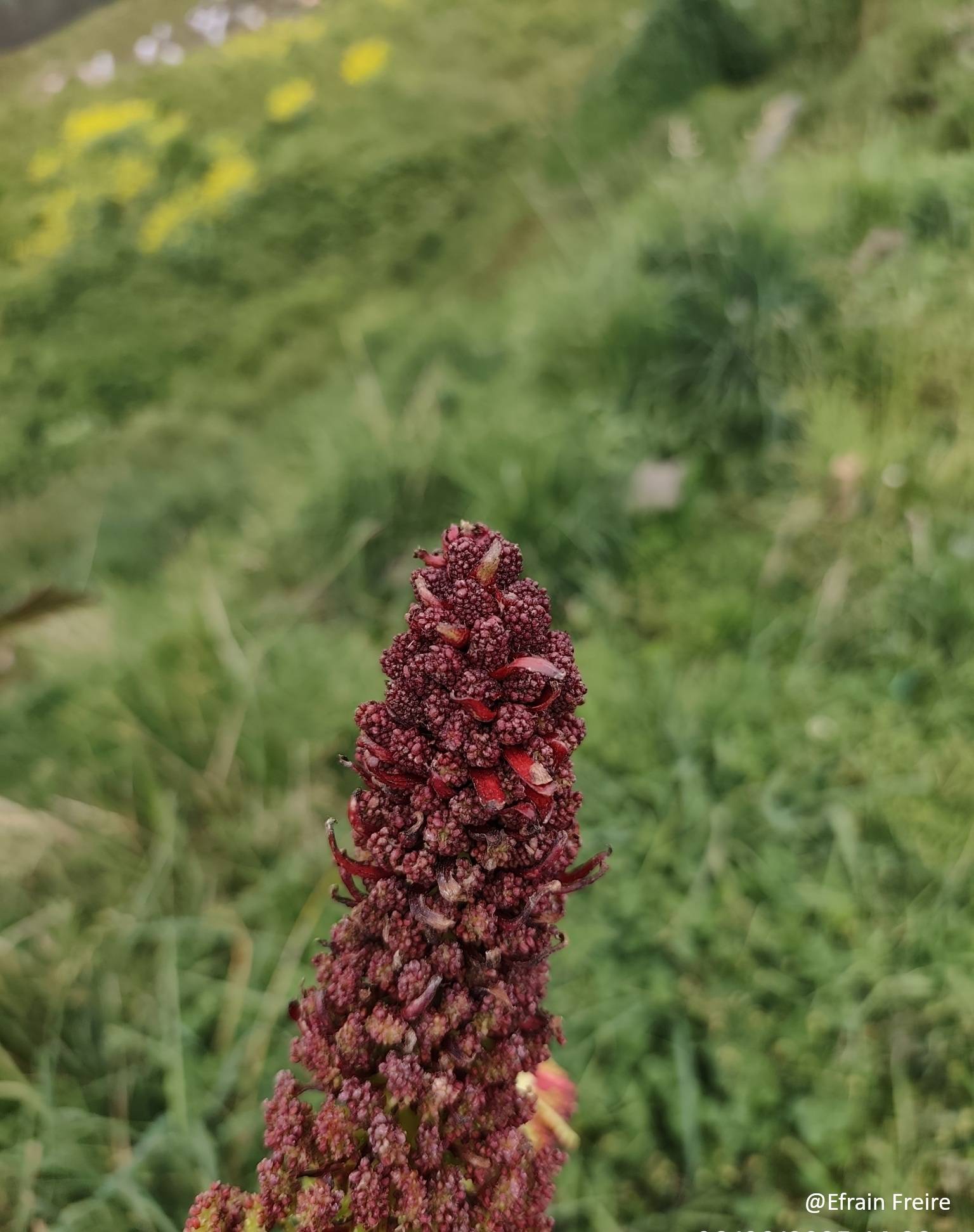 Gunnera brephogea image