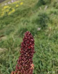 Gunnera brephogea image