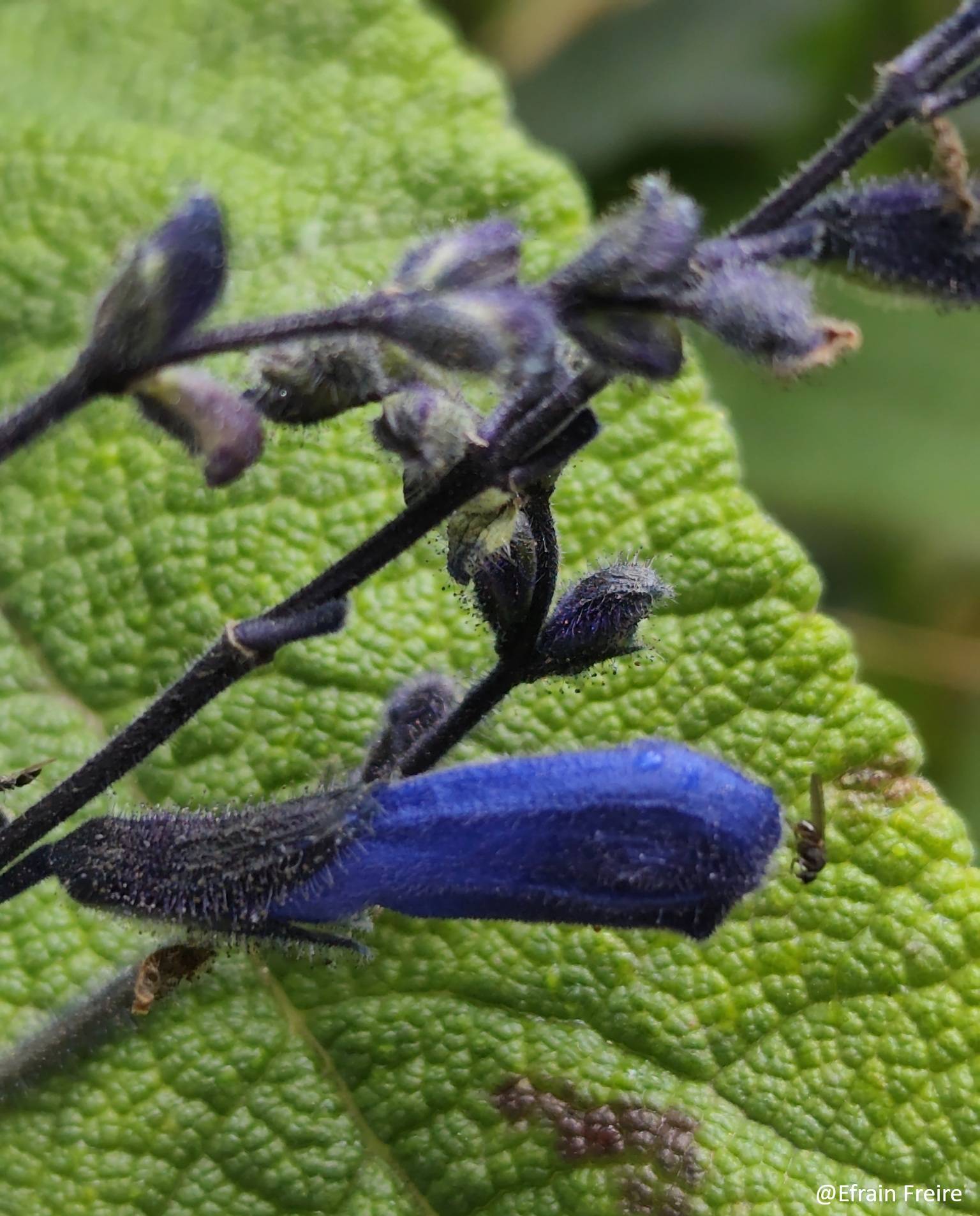 Salvia image