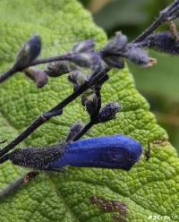 Salvia sagittata image