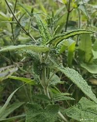 Salvia sagittata image