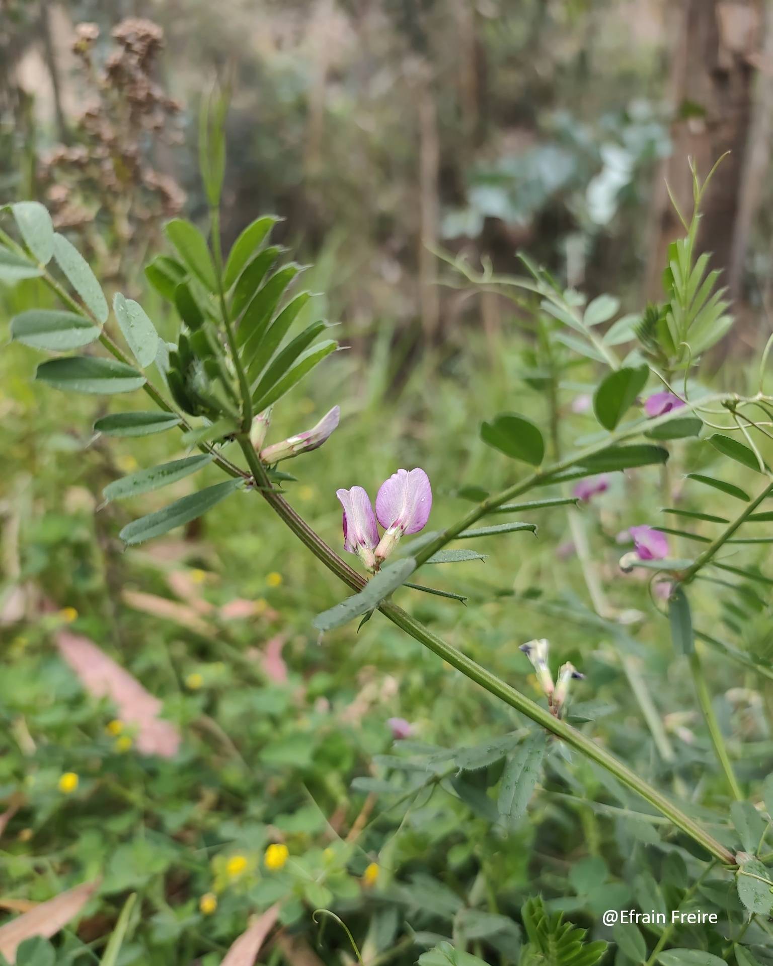 Vicia image