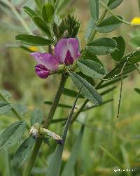 Vicia sativa image