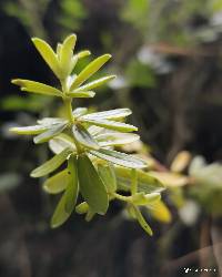 Peperomia galioides image