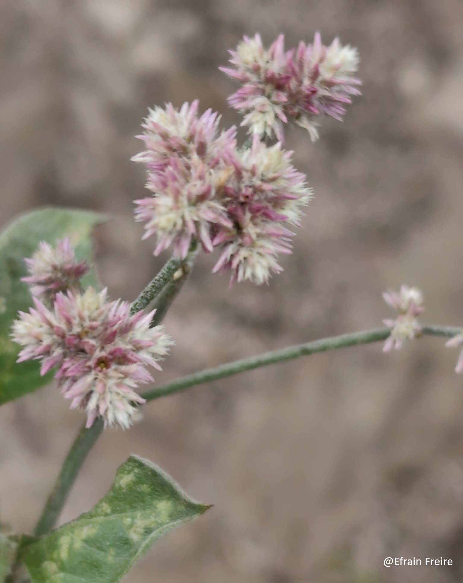 Amaranthaceae image