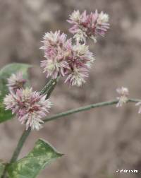 Alternanthera porrigens image