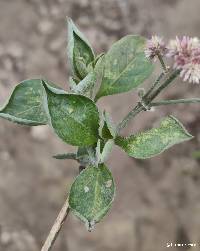 Alternanthera porrigens image