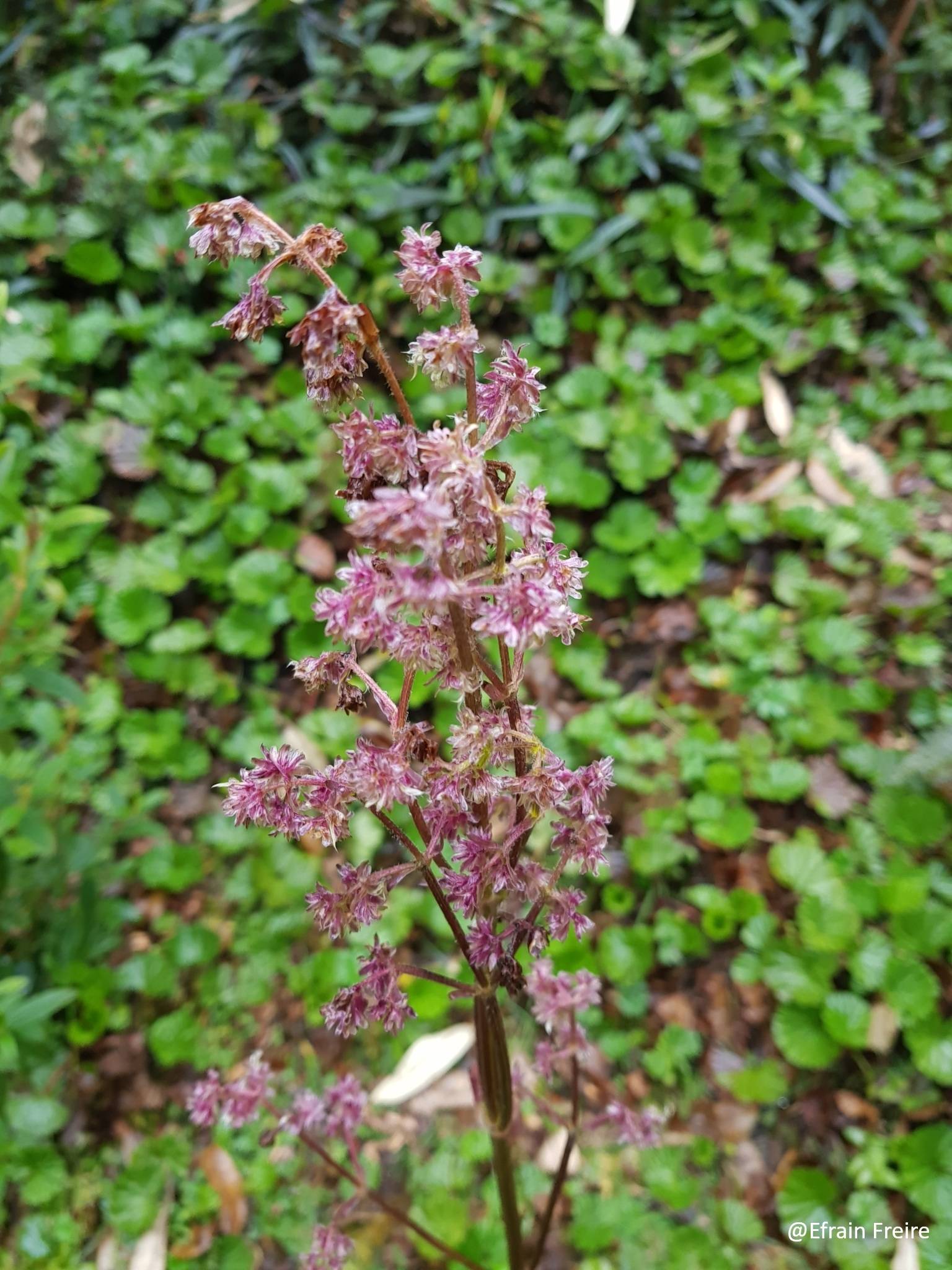 Valeriana pilosa image