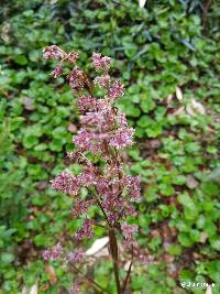 Valeriana pilosa image