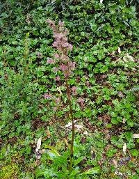 Valeriana pilosa image
