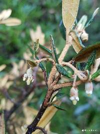 Miconia salicifolia image