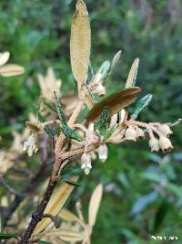Miconia salicifolia image