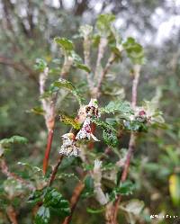 Polylepis reticulata image