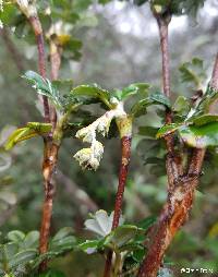Polylepis reticulata image