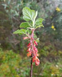 Ribes lehmannii image