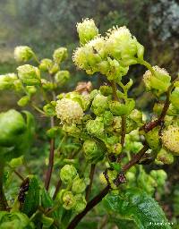 Image of Senecio tephrosioides