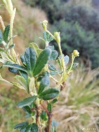 Polylepis racemosa image