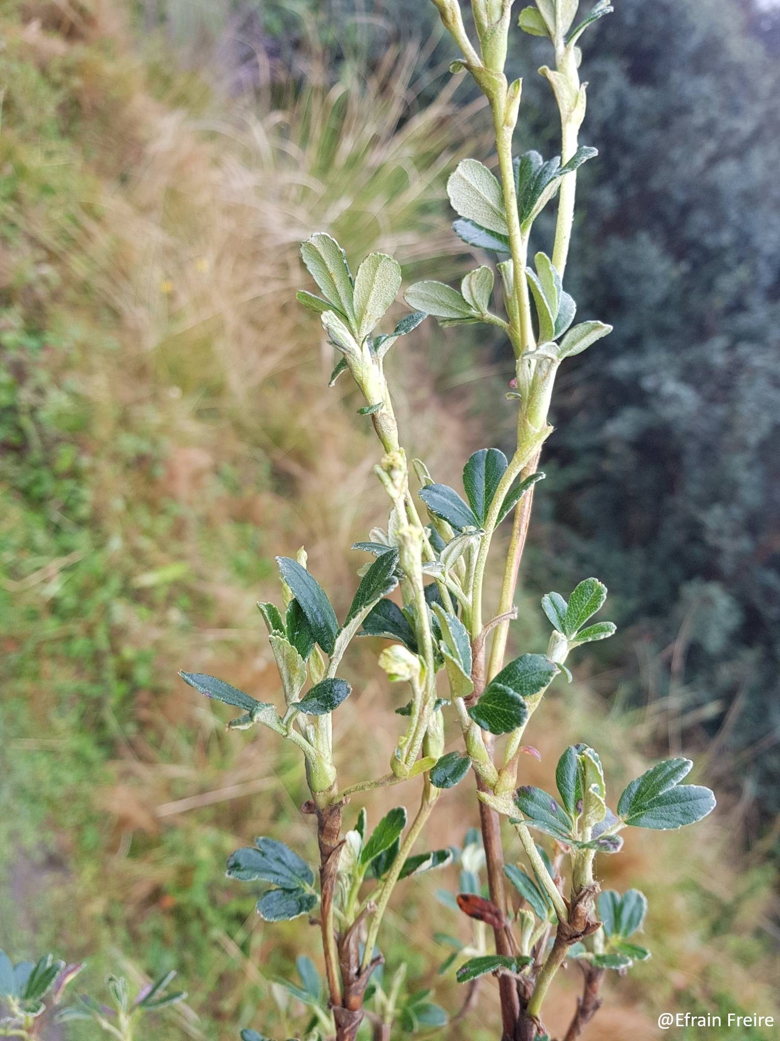 Rosaceae image