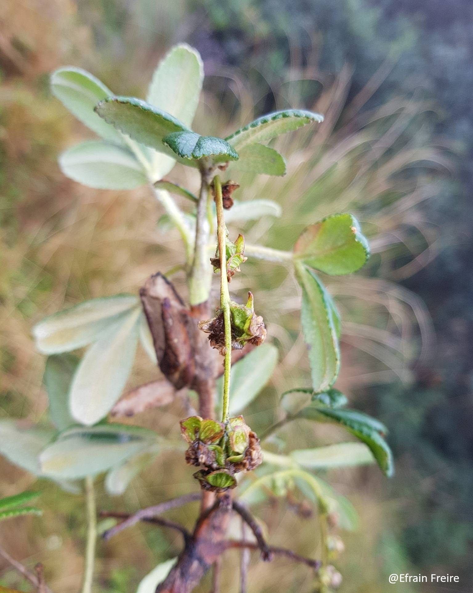 Polylepis image