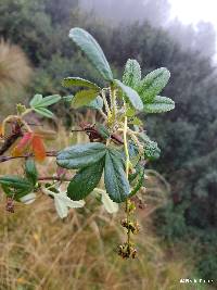 Polylepis racemosa image