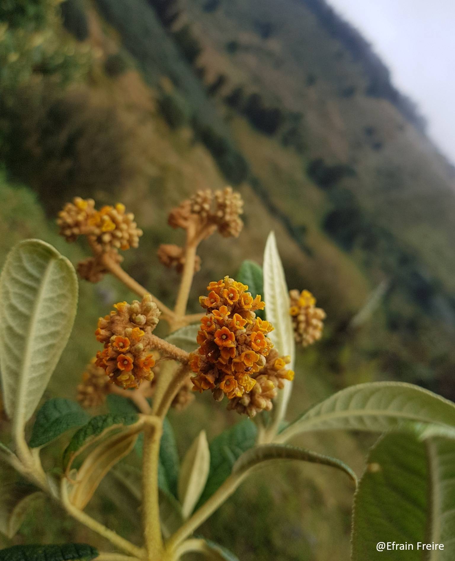 Buddleja incana image