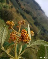 Buddleja incana image