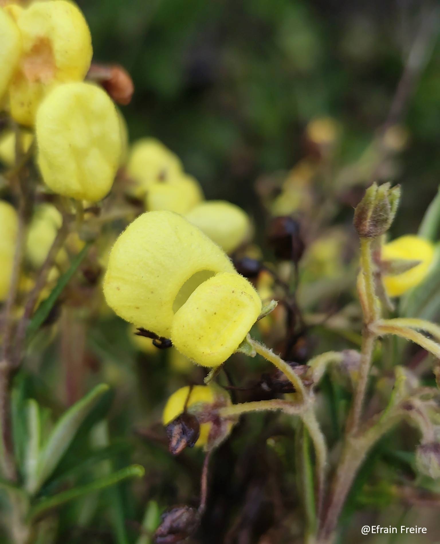 Calceolaria image