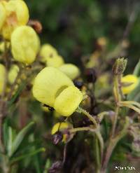 Image of Calceolaria gossypina