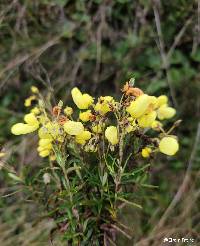 Calceolaria gossypina image