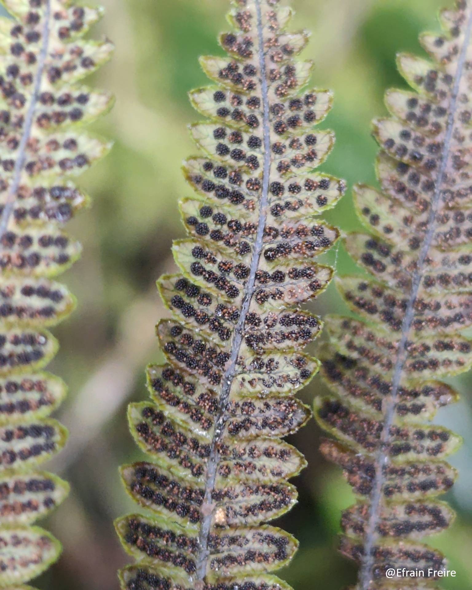 Thelypteris image