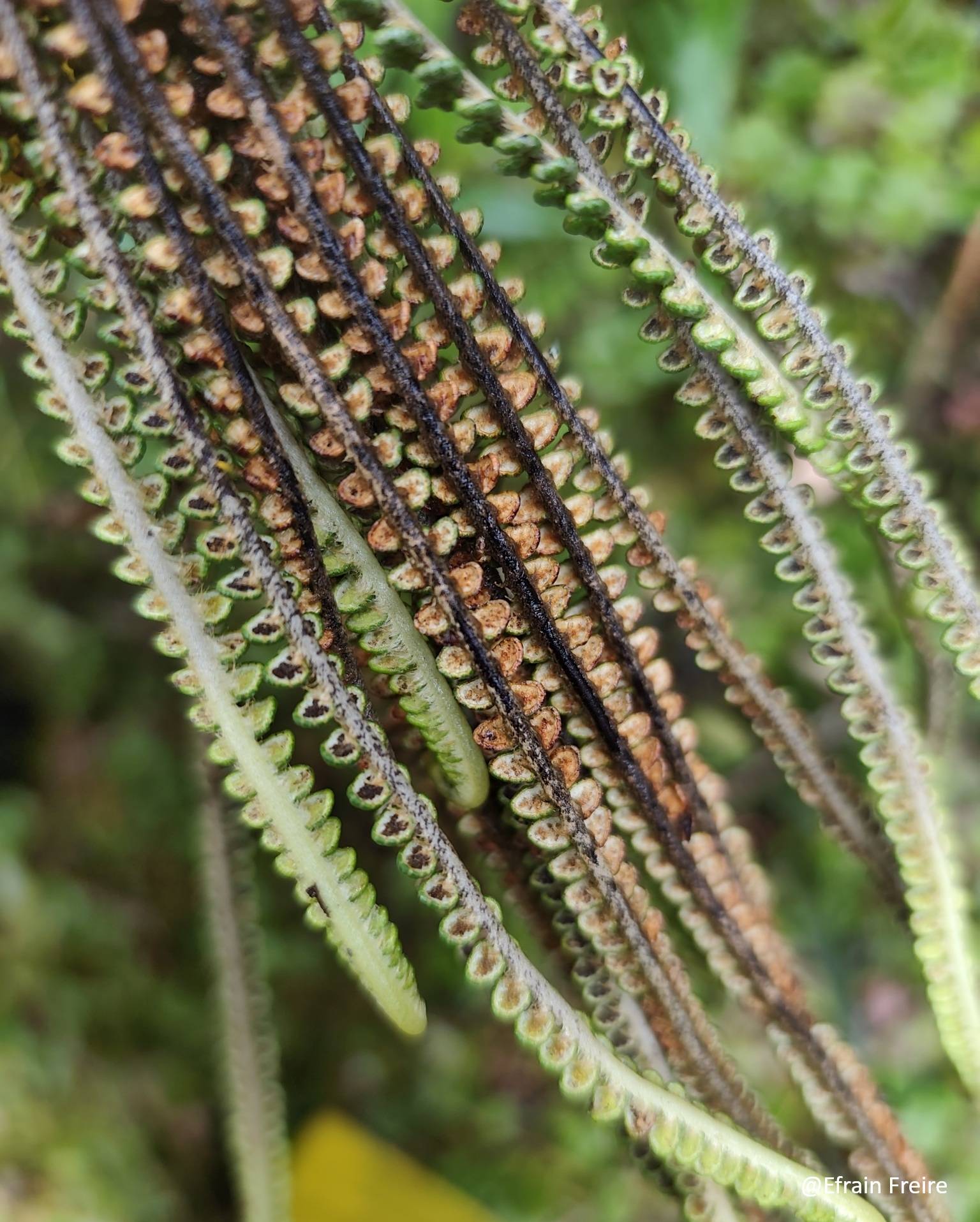 Pteridaceae image
