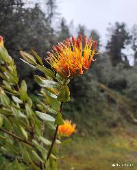 Tristerix longibracteatus image