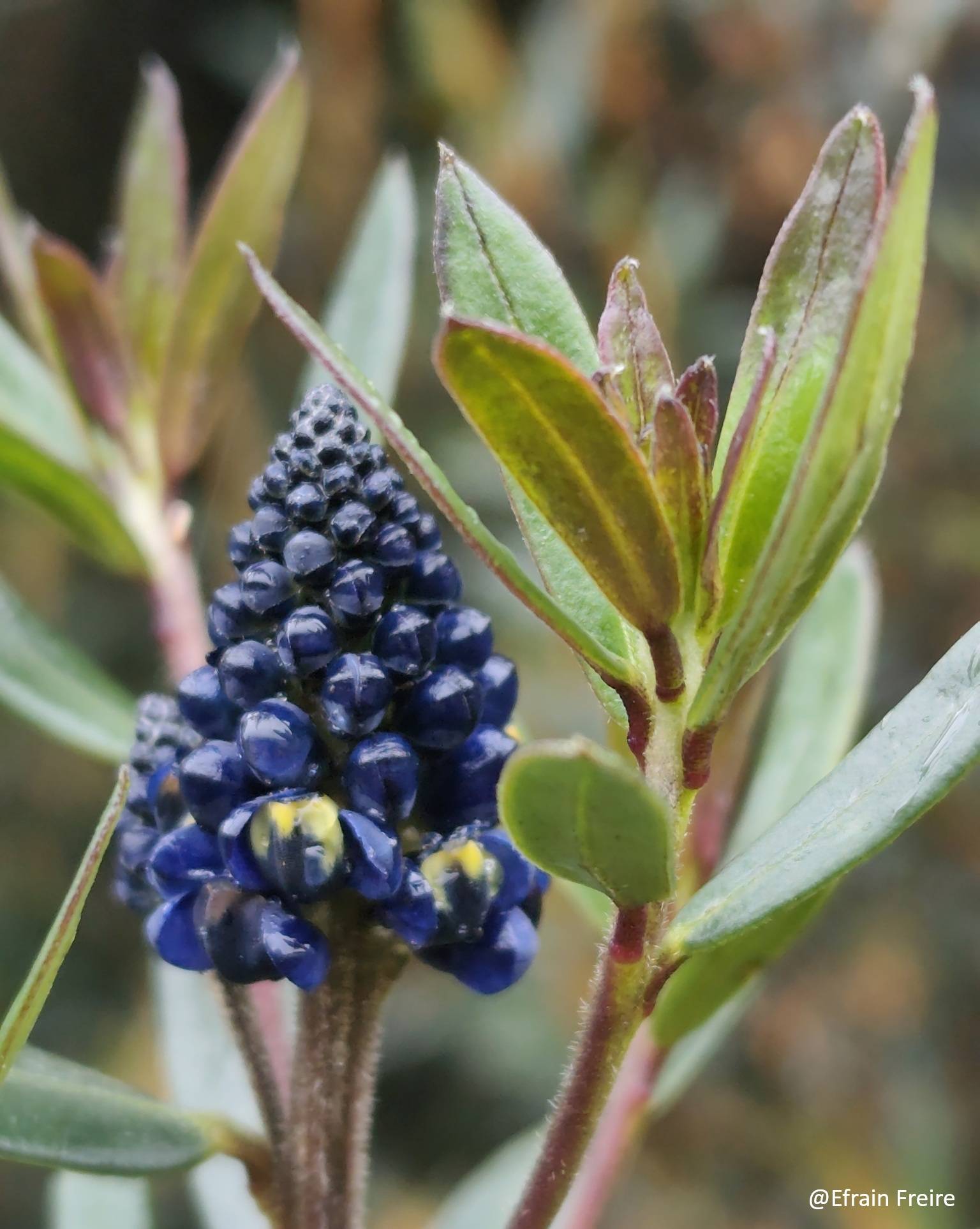 Monnina crassifolia image