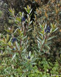Monnina crassifolia image