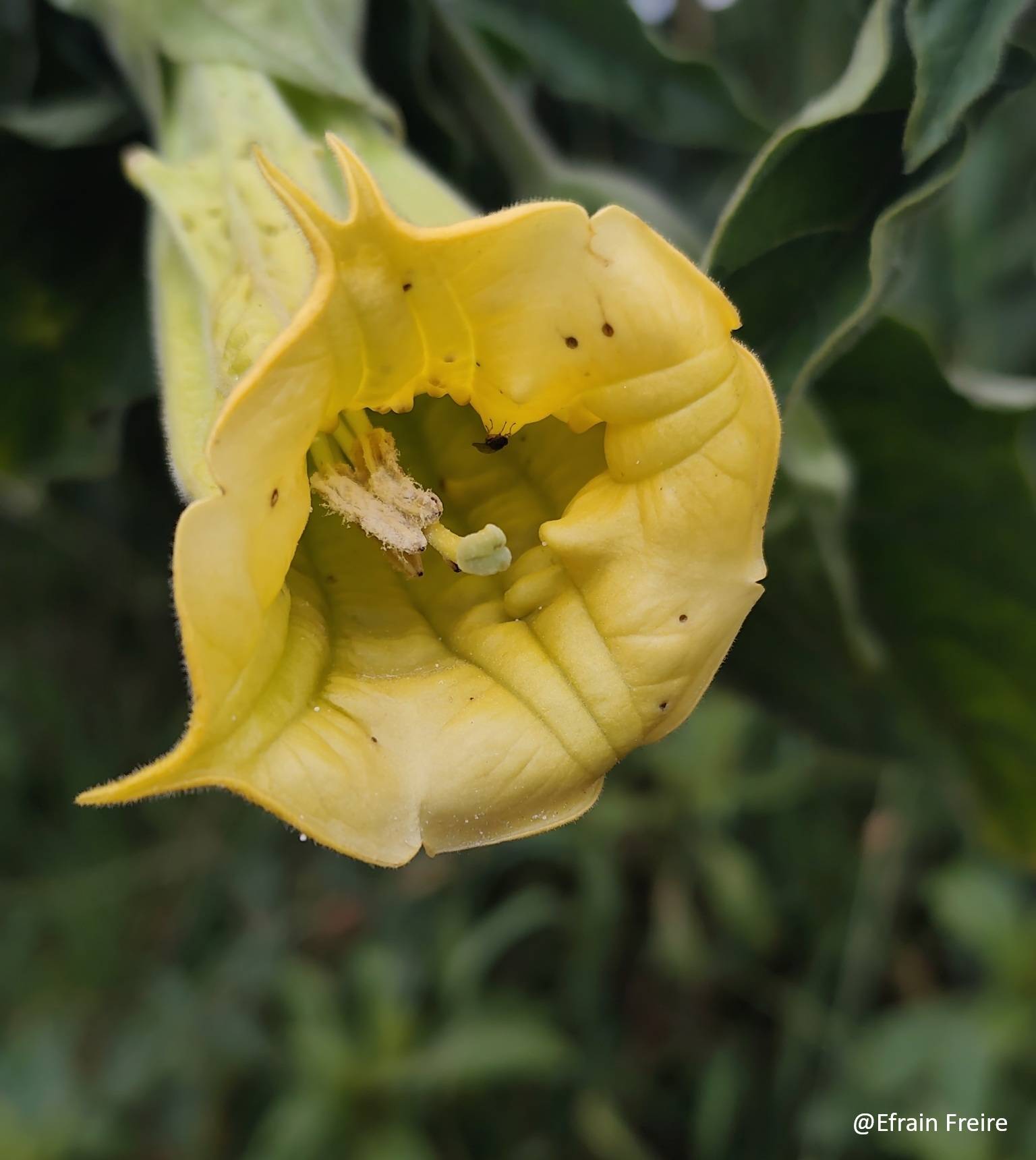 Brugmansia image