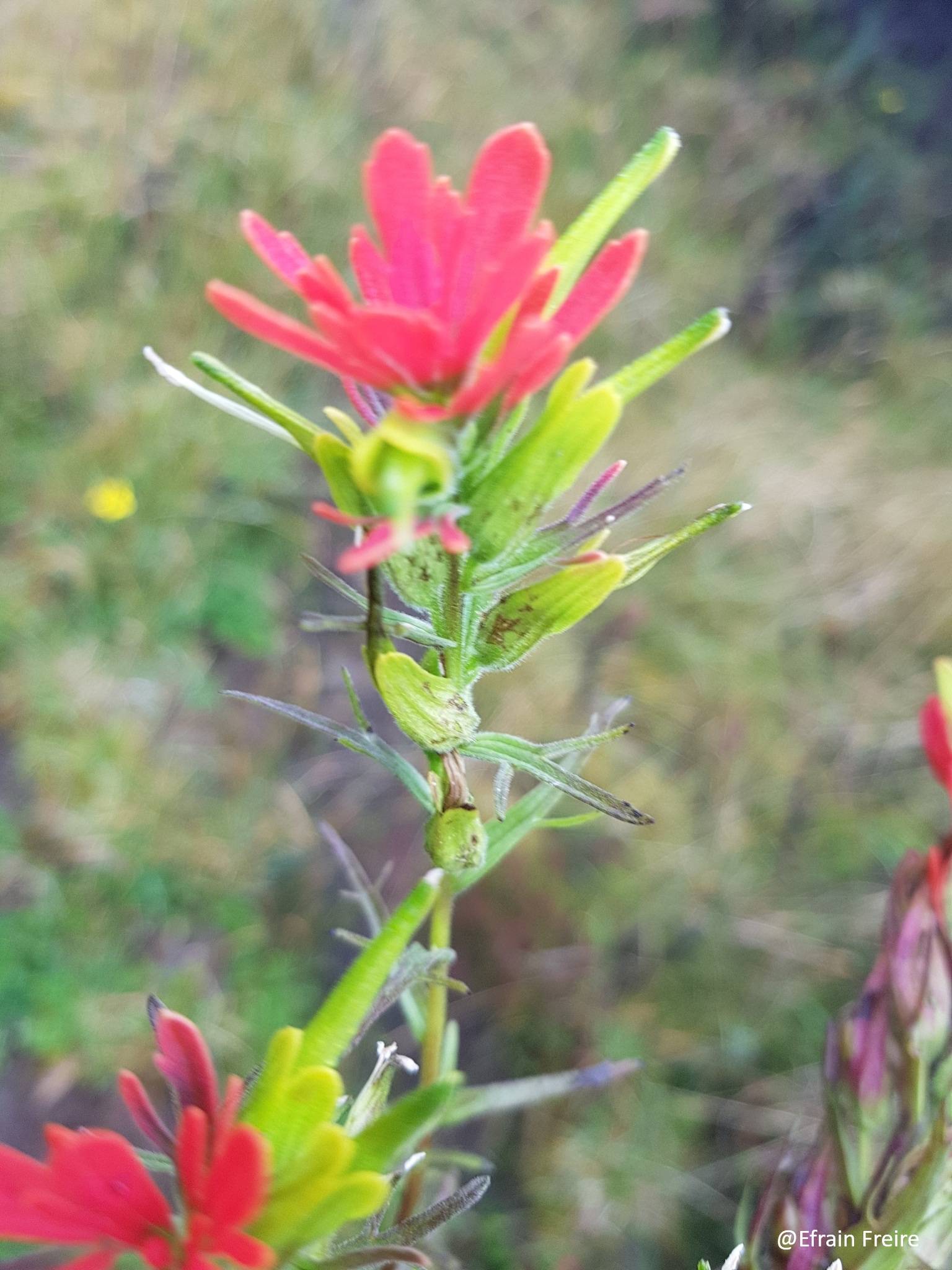 Castilleja fissifolia image