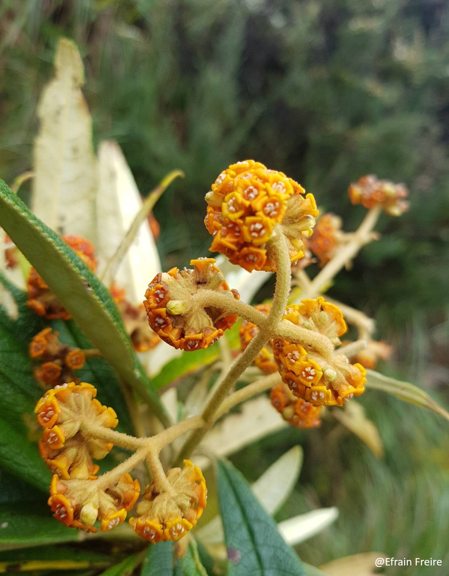 Buddleja image