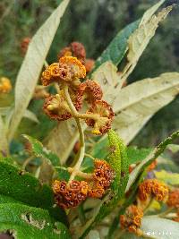 Buddleja pichinchensis image